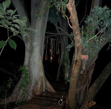 Klein Eden Forest