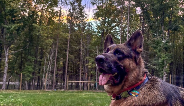 Michi's Base Camp: Your Dog-Friendly Escape Begins