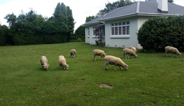 Rustic Getaway on a Farm with Breakfast Included in Cambridge, North Island