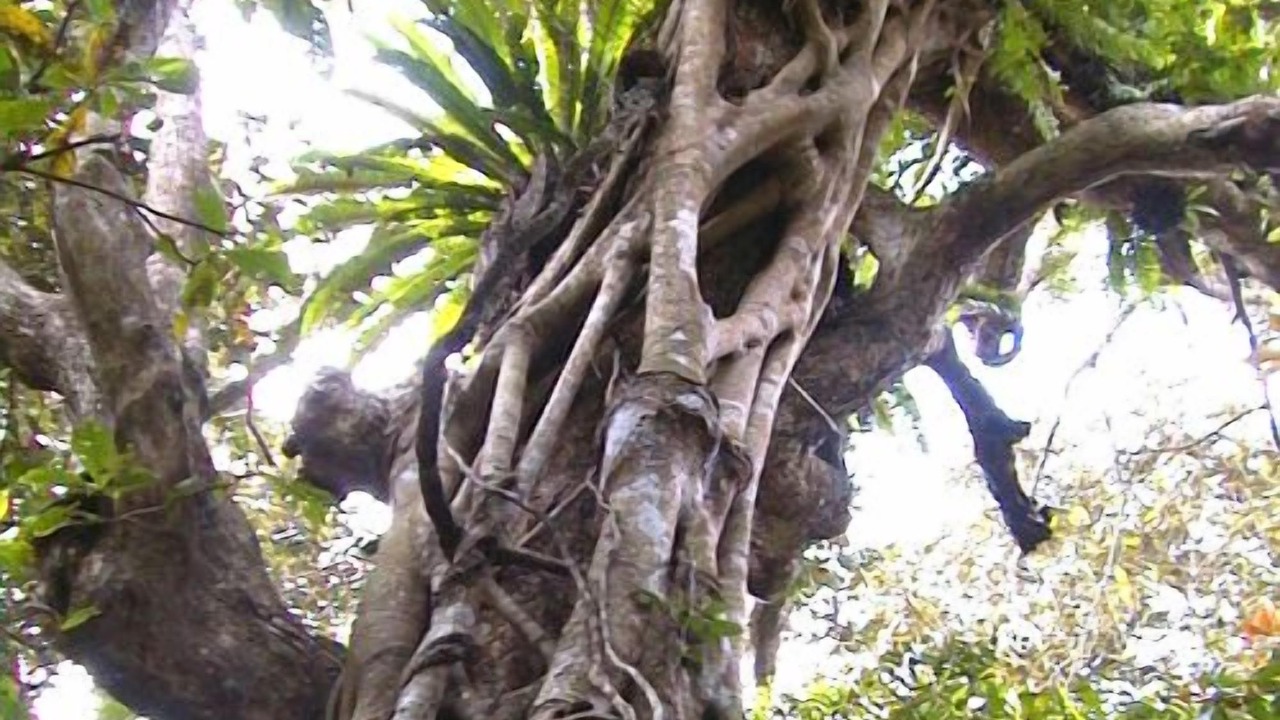 Photo of Outdoor in Iriomote-jima Taketomi-cho