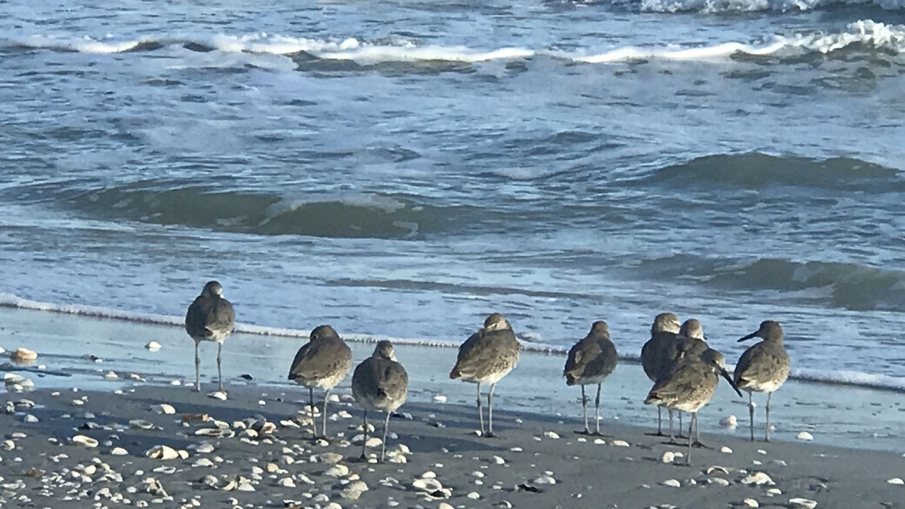 Photo of Others in Sanibel