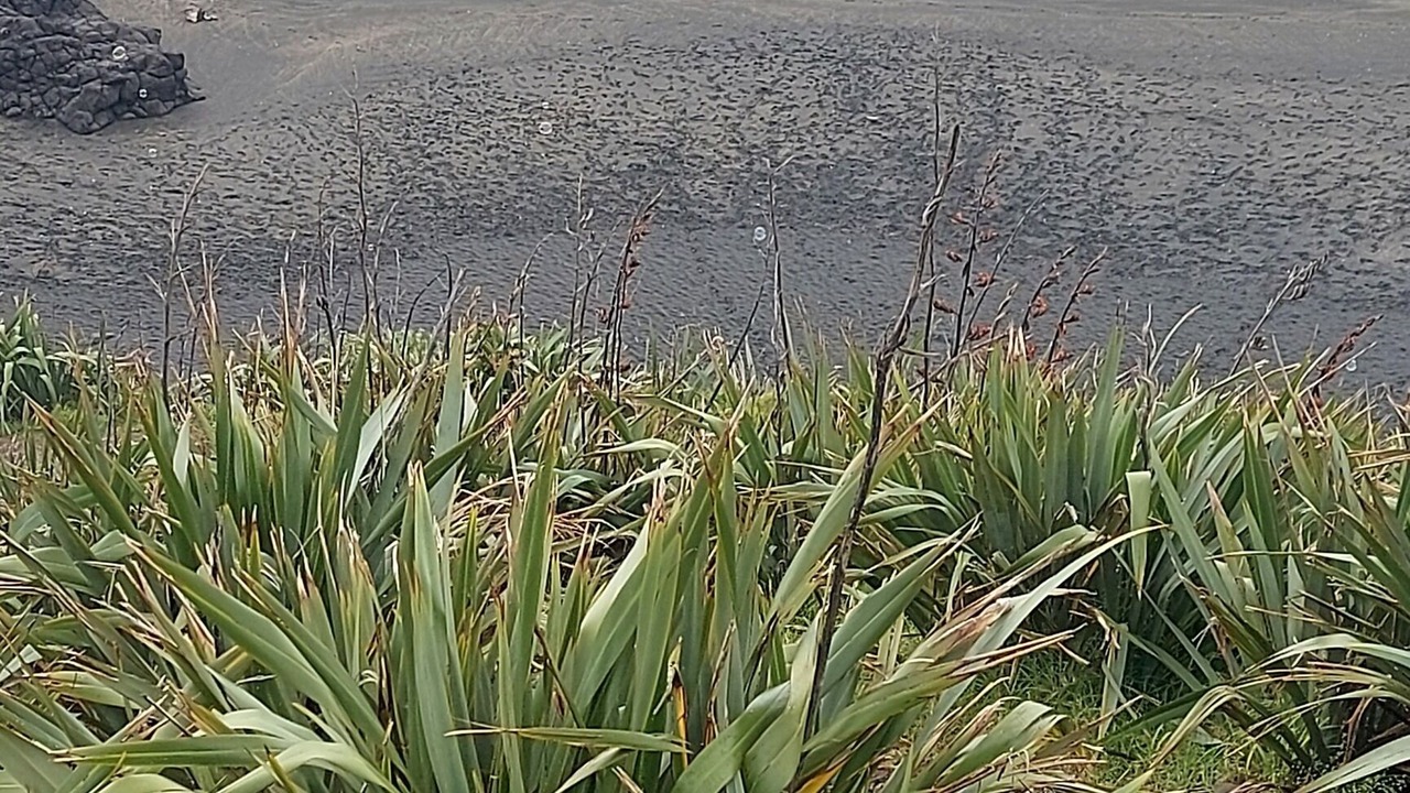Photo of Others in Muriwai
