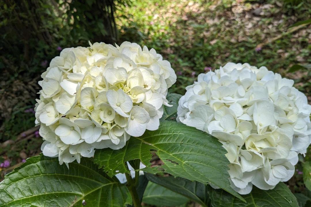 Photo of Outdoor in Kikuchi
