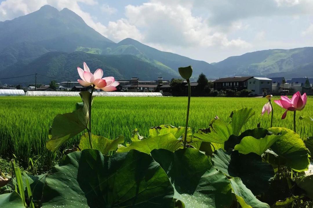 Photo of Others in Yufuin Onsen