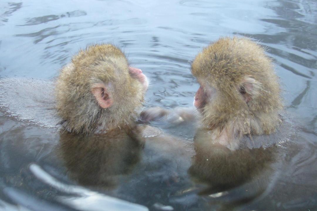 Photo of Others in Yudanaka Shibu Onsen