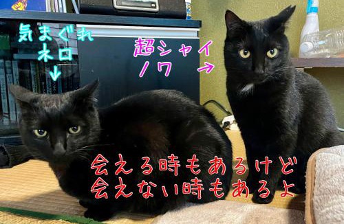 Hata-gun Apartment | 民宿とランチ大ちゃんち